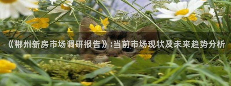 新宝5湫333 00：《郴州新房市场调研报告》:当前市场现状