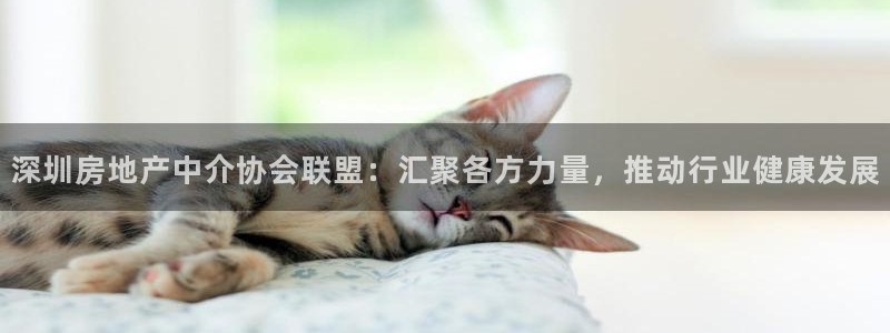 新宝5网址：深圳房地产中介协会联盟：汇聚各方力量，推动行业健