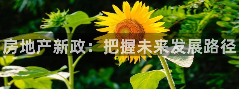 新宝5是谁：房地产新政：把握未来发展路径